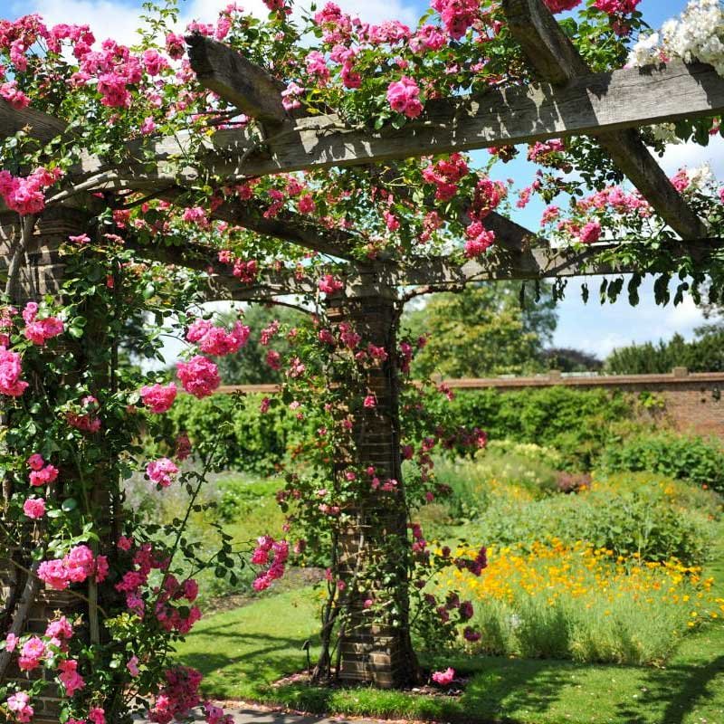 rosepergola