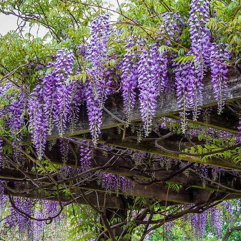 wisteriapergola